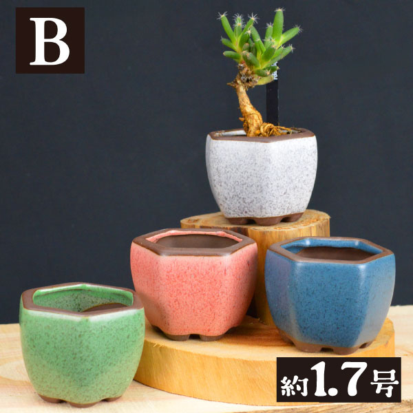 国華園オンラインショップ / まめ盆栽鉢 匠 7種 （1箱4～6個入り