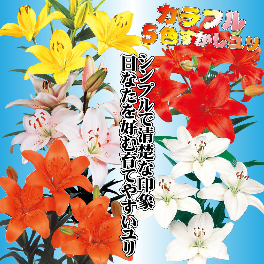 国華園オンラインショップ / ユリ 球根 カラフルすかしユリセット