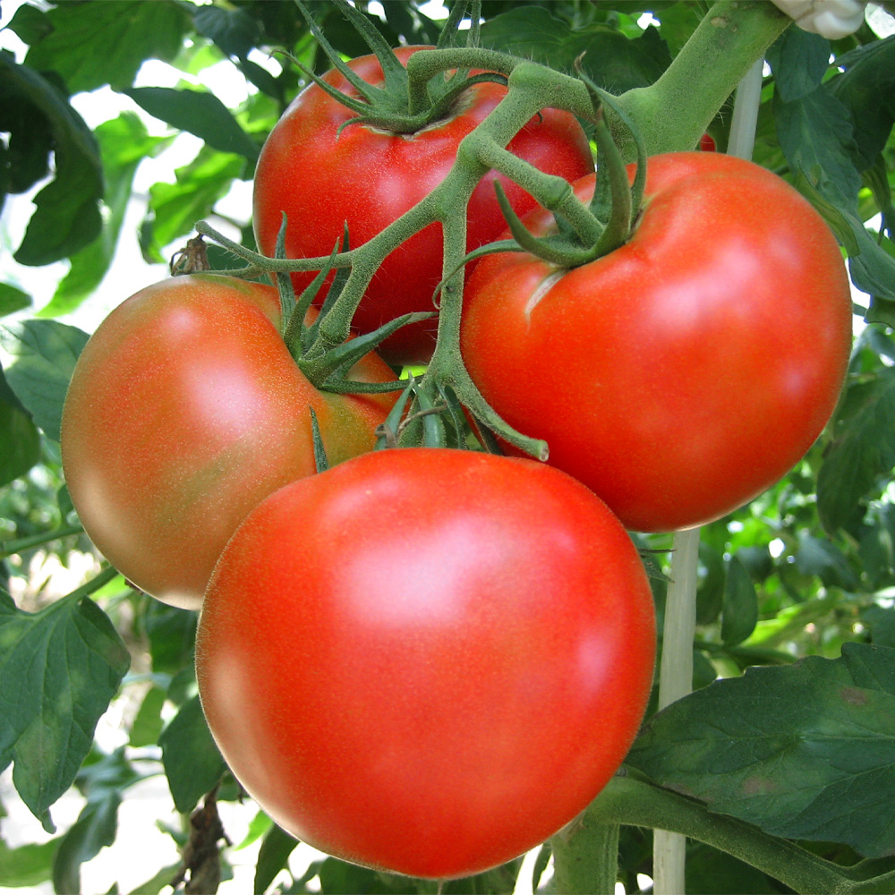 国華園オンラインショップ / 種 野菜たね 大玉トマト F1こくうま