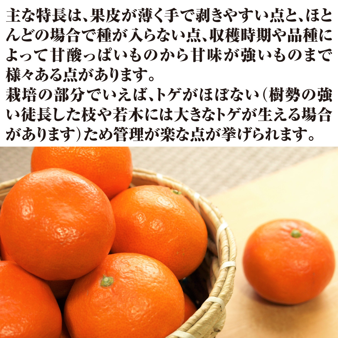 国華園オンラインショップ / 果樹苗 カンキツ 温州みかん 宮川早生 1株