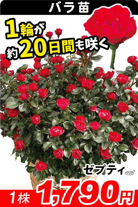 国華園オンラインショップ / バラ苗