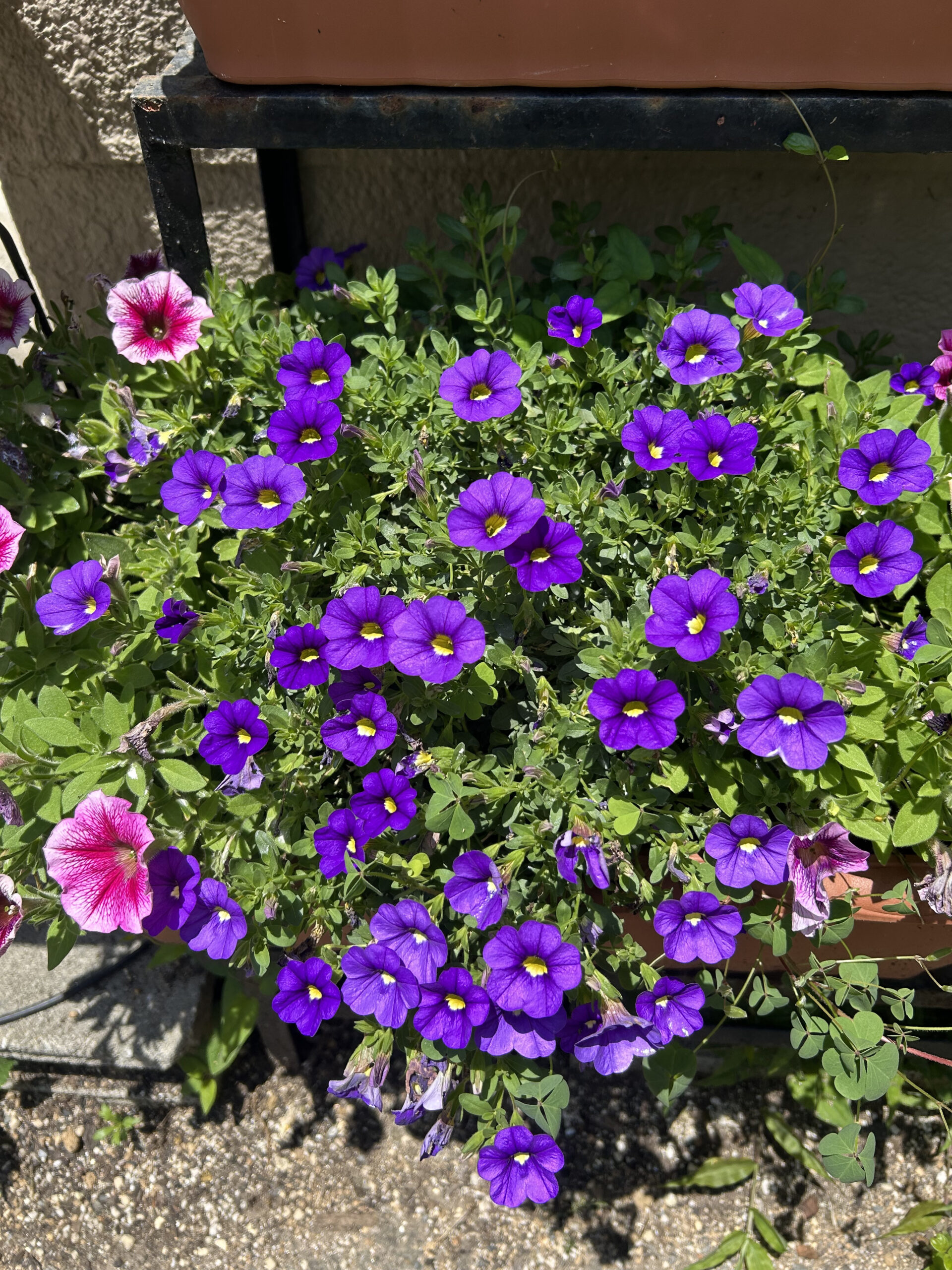 オリンピックが映す、日本社会のいま】 : ブログ : 公明党尼崎市 中尾 健一