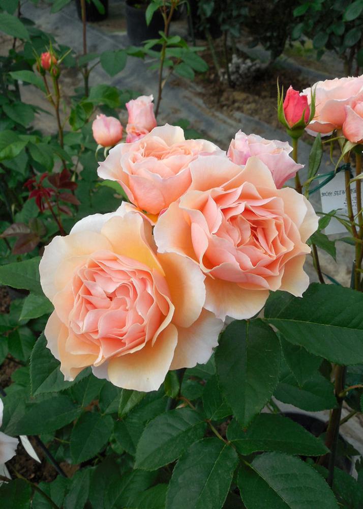 バラ予約】 バラ大苗 風香 【申込期限：2月22日】 の通販