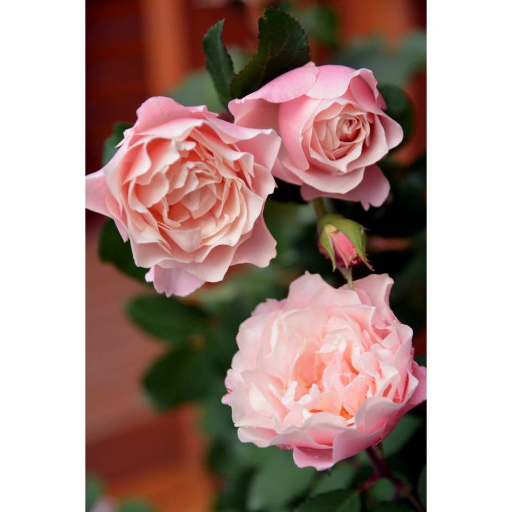 完売御礼【バラ予約】 バラ大苗 ダフネ 予約特典付き 【申込期限：2月