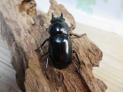 ☆限定販売☆ウエストウッディオオシカクワガタ♀45ミリ単品販売