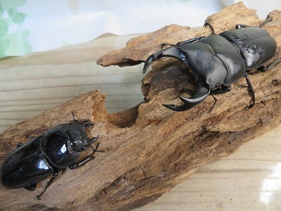 オオクワガタ89.5mm 能勢産 YG血統 昆虫標本用として オオクワガタ89.5