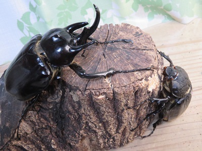☆新成虫☆レックスゾウカブト♂－A´114ミリ♀78ミリペア販売！！ - 昆虫家