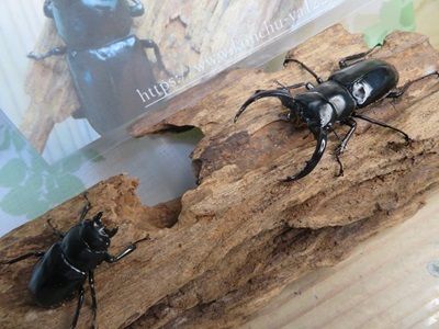 25年種親用☆LDV産☆ウエストウッディ オオシカクワガタ♂63ミリ♀40