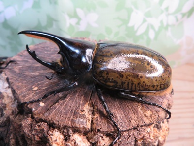 新成虫☆F3☆モロンシロカブト♂75ミリ♀58ミリペア販売！！ - 昆虫家