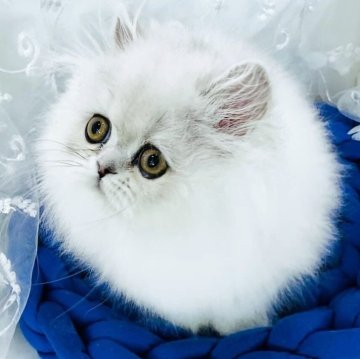 ペルシャの子猫を探す｜ブリーダー直販の子猫販売【みんなの子猫