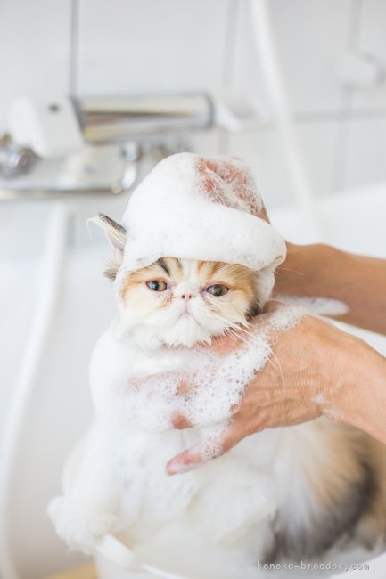 愛知】梶 亜矢(かじ あや)ブリーダー｜みんなの子猫ブリーダー