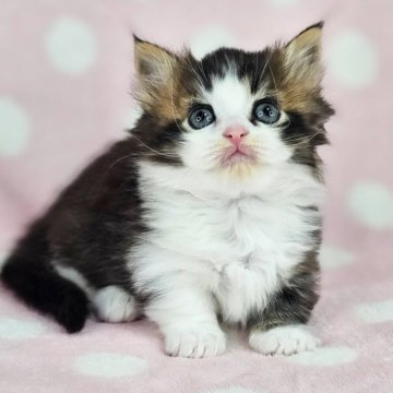 マンチカンの白猫（ホワイト系）の子猫を探す｜ブリーダー直販の子猫