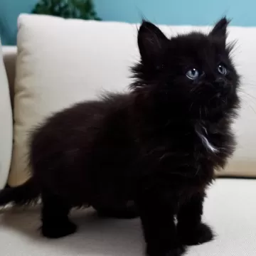 ノルウェージャンフォレストキャット【神奈川県・男の子・2025年9月29