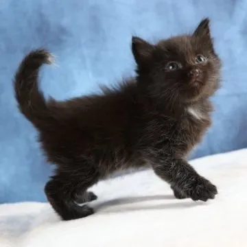 ノルウェージャンフォレストキャット【東京都・男の子・2023年9月21日