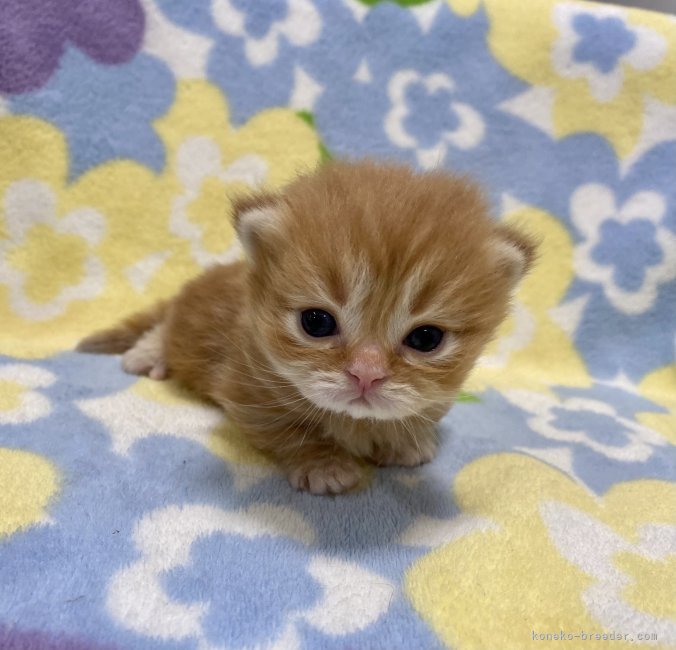 木村あゆみブリーダーのブログ｜まだ、幼過ぎました😅(23.2.20