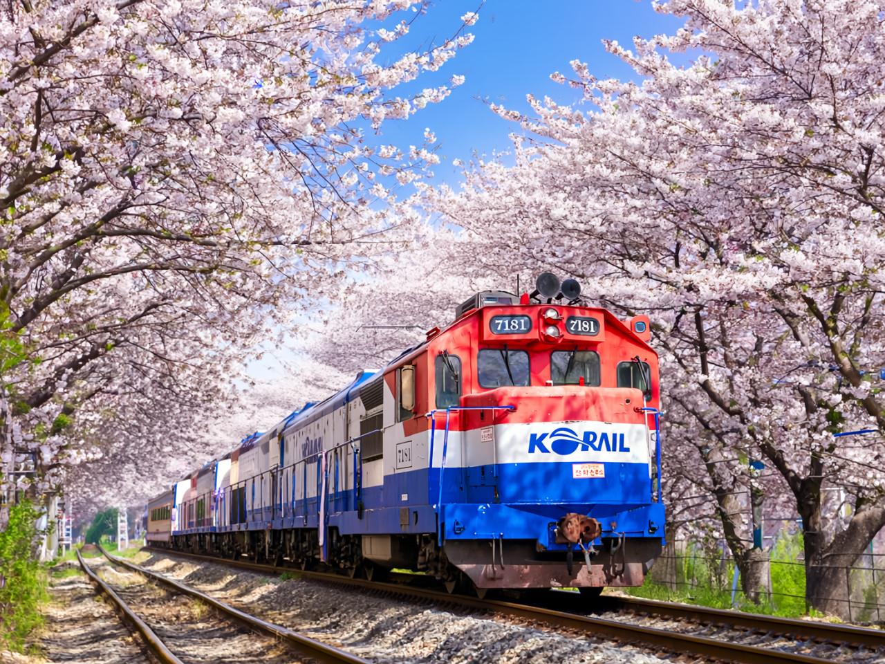 2026年 鎮海(チネ)桜祭りツアー(釜山発着)｜韓国オプショナルツアー