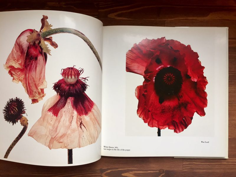 アーヴィング・ペン Irving Penn: FLOWERS | 写真集 | 古本・版画