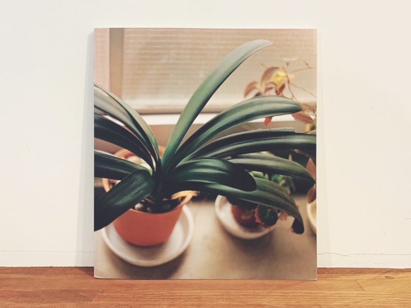 佐内正史写真集 生きている ｜ 青幻舎 ｜ 写真集 | 古本・版画・骨董の