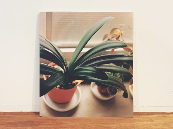 佐内正史写真集 生きている ｜ 青幻舎 ｜ 写真集 | 古本・版画・骨董の