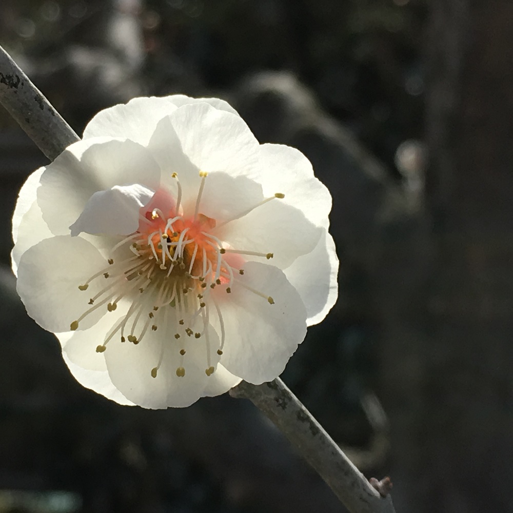 八重野梅（やえやばい） | かざはやの里【公式サイト】