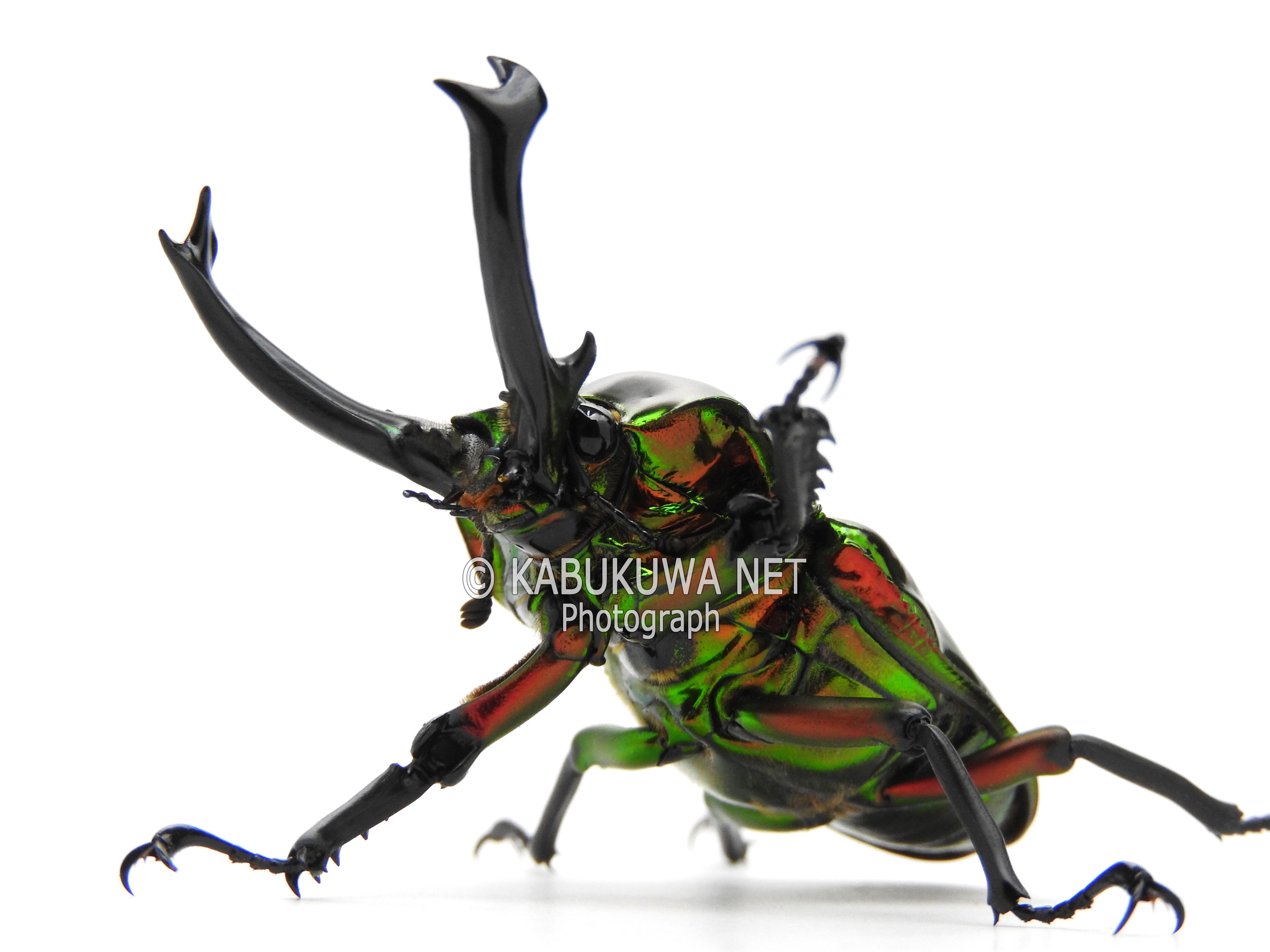 ニジイロクワガタ ♂52mm ペア カブトムシ クワガタムシ生体・昆虫
