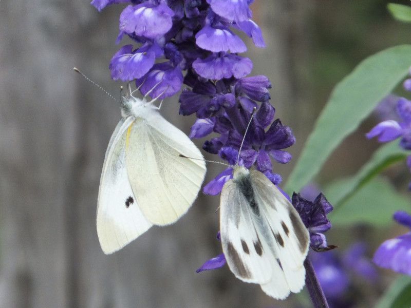モンシロチョウ（紋白蝶）【かぎけんWEB】