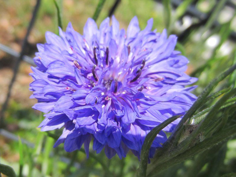 ヤグルマギク(矢車菊)【かぎけんWEB】