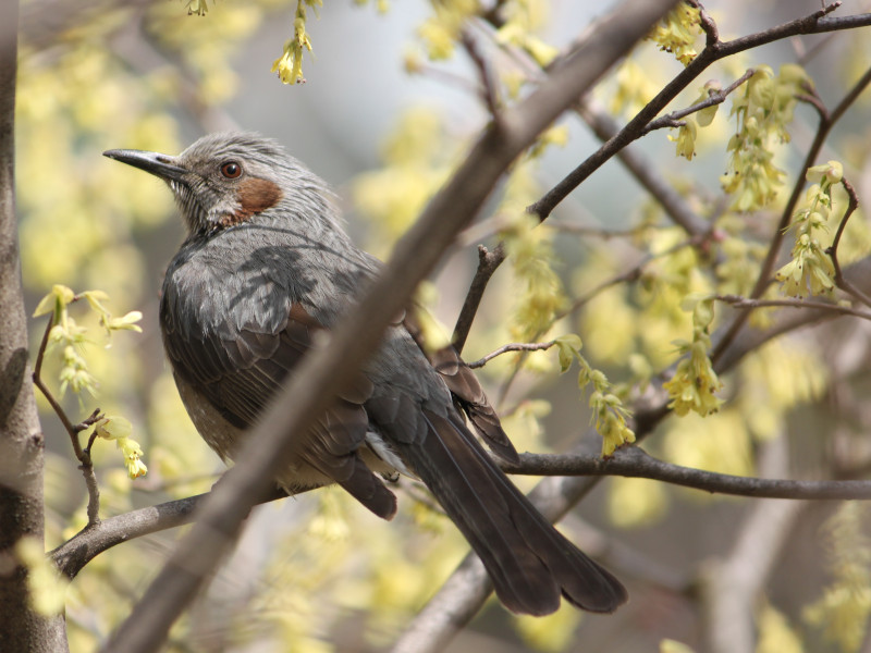ザクロ | Punica granatum | かぎけん花図鑑