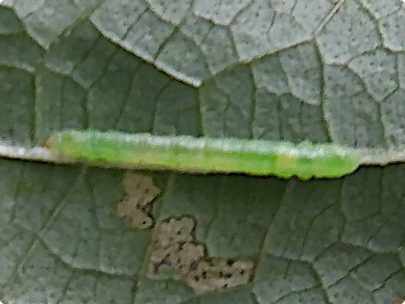 モンシロチョウ（紋白蝶）【かぎけんWEB】