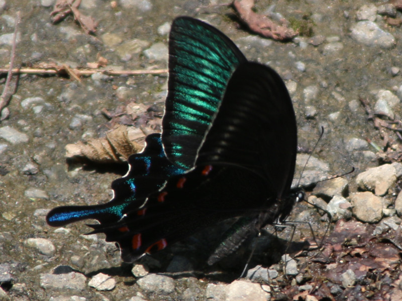 奥多摩（明希、2022年8月28日）【かぎけんWEB】
