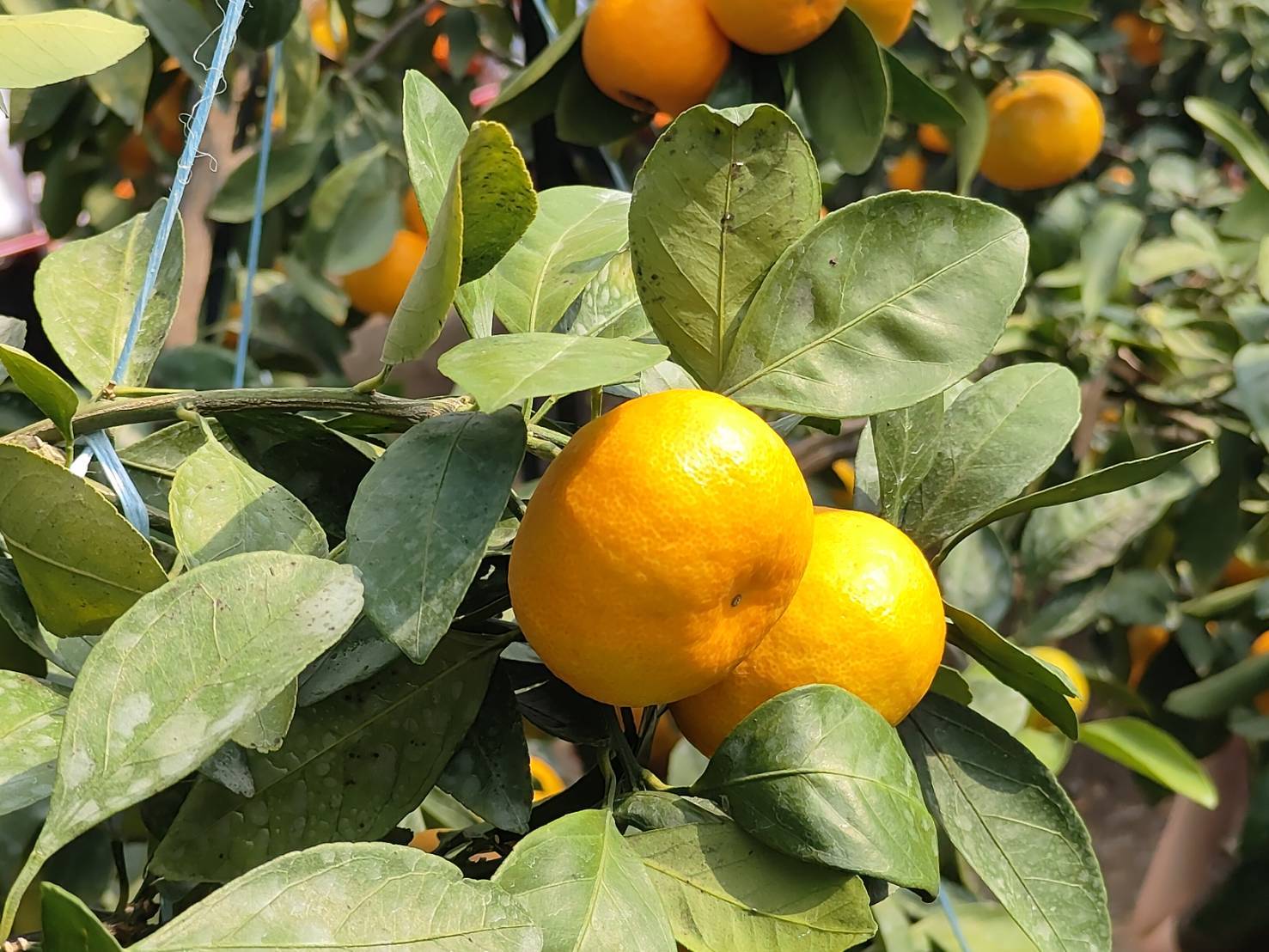 JAさつま日置「ハウスみかん」鋏入れ式が開催されました | 鹿児島青果