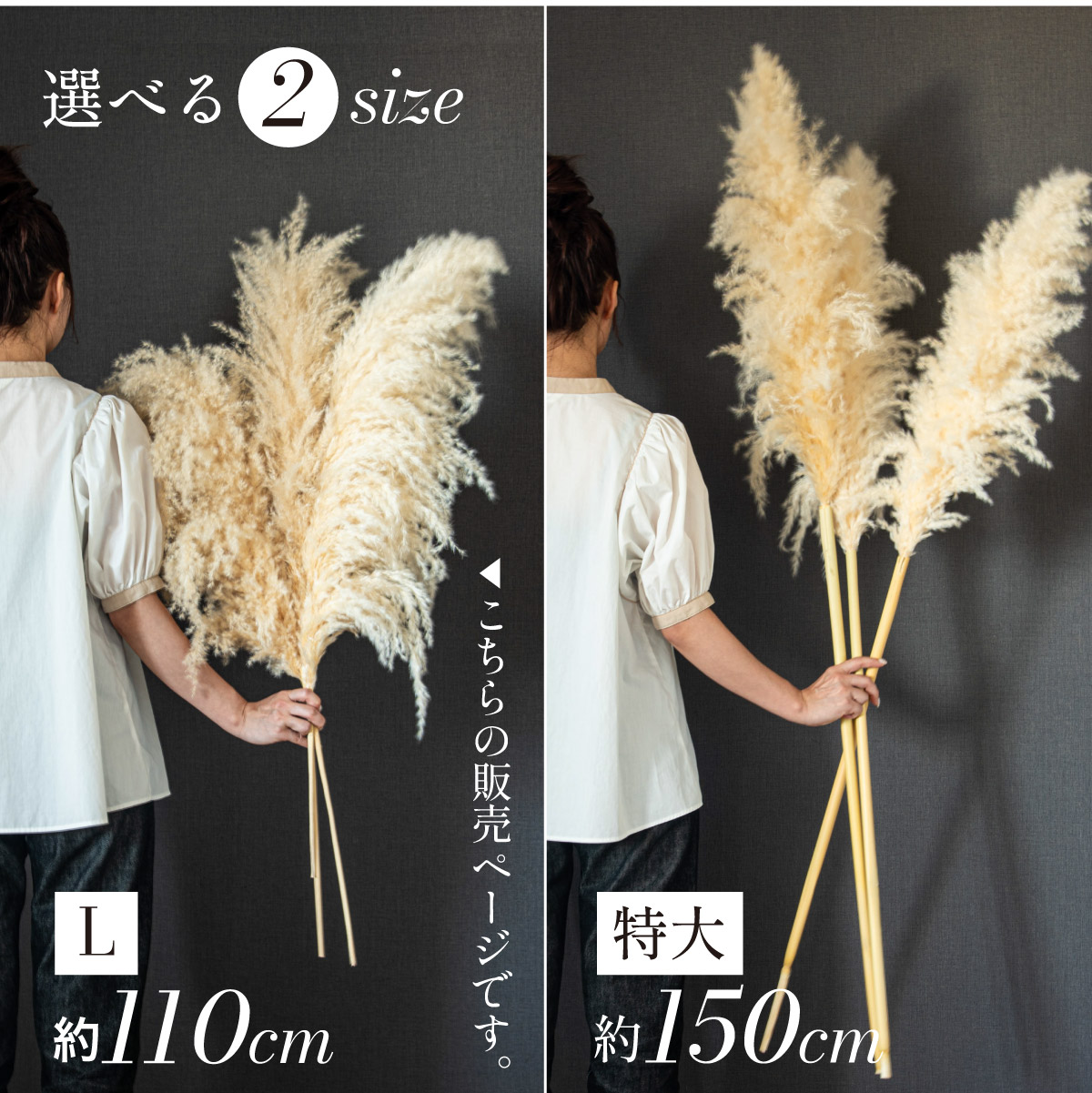 Pampas Grass(パンパスグラス) 110cm 6本セットの通販情報 - 家具通販