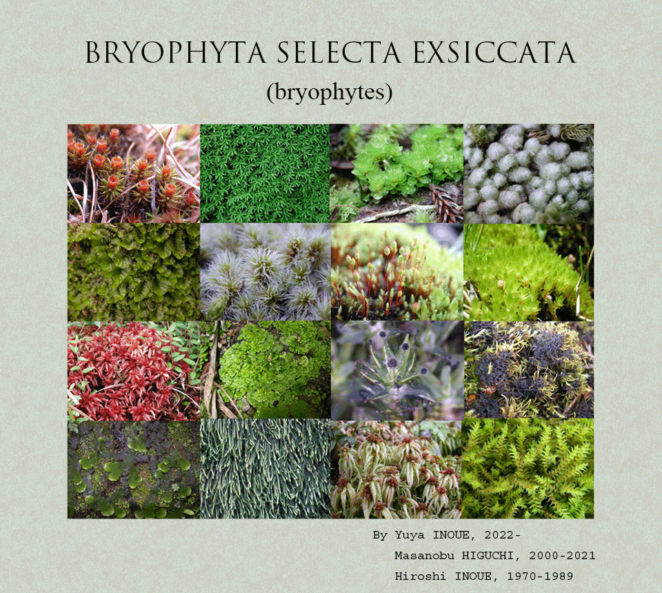 Bryophytes :: National Museum of Nature and Science,Tokyo