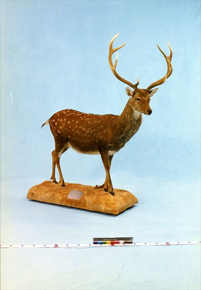 学術標本　種名ニホンジカ　胎児（♂）　エタノール浸漬標本　頭胴長約5cm 田名網 敬一の[美術] – NANZUKA Online Store