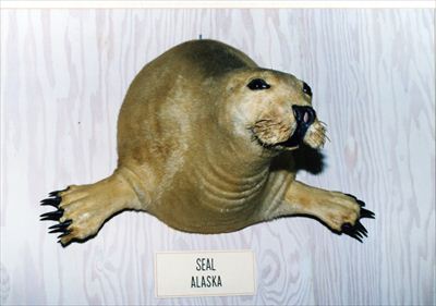 アザラシ博士 ヨシモトコレクション >> 標本・資料データベース :: 国立科学博物館