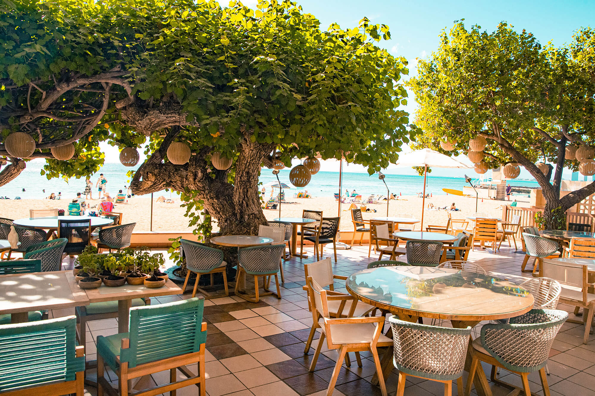 油絵 マミ ハワイのハウツリーラナイCafeで 油絵 マミ ハワイのハウ