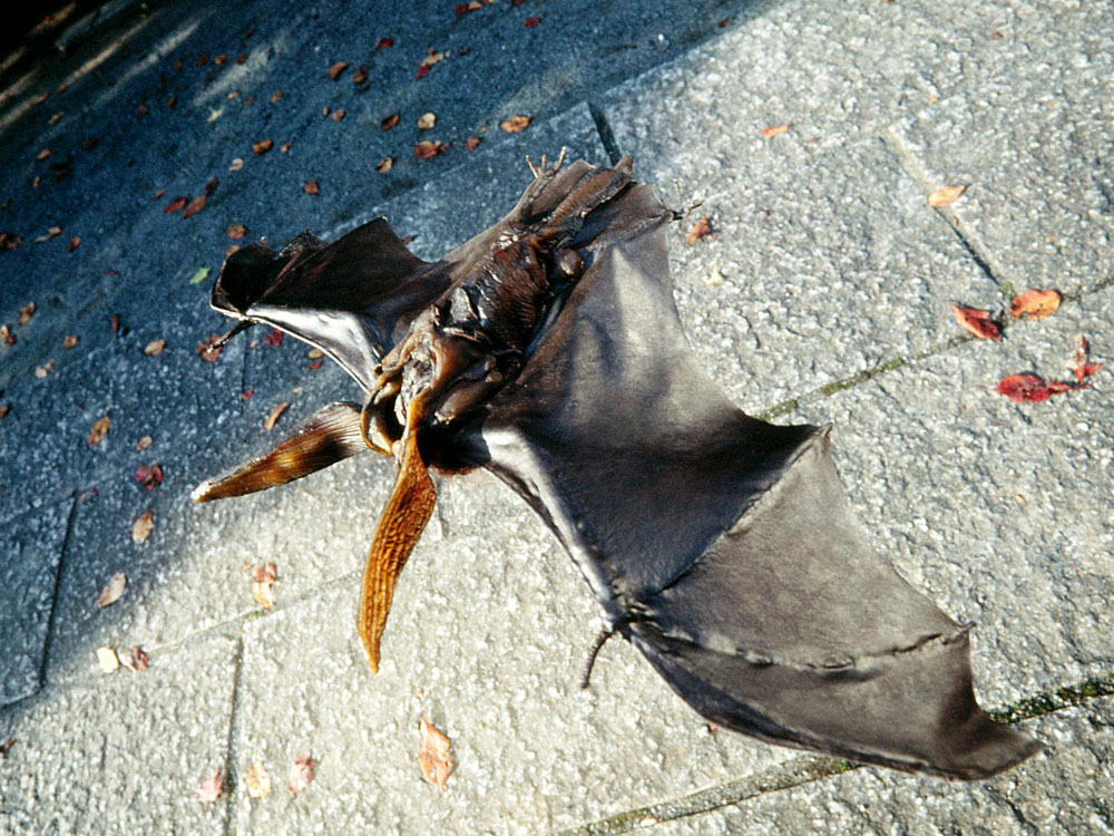 コウモリ男 | 仮面ライダー図鑑 | 東映