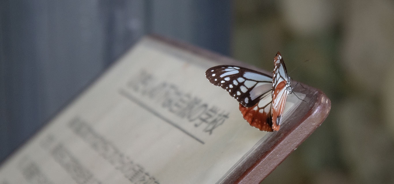 上高地に生息する蝶 – 上高地公式ウェブサイト