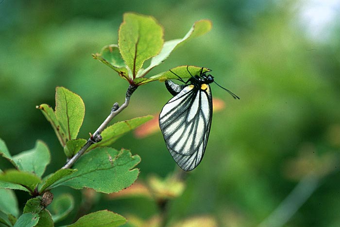 上高地に生息する蝶 – 上高地公式ウェブサイト