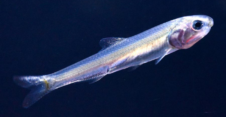 新江ノ島水族館生まれのカタクチイワシ 6月1日から100匹以上展示