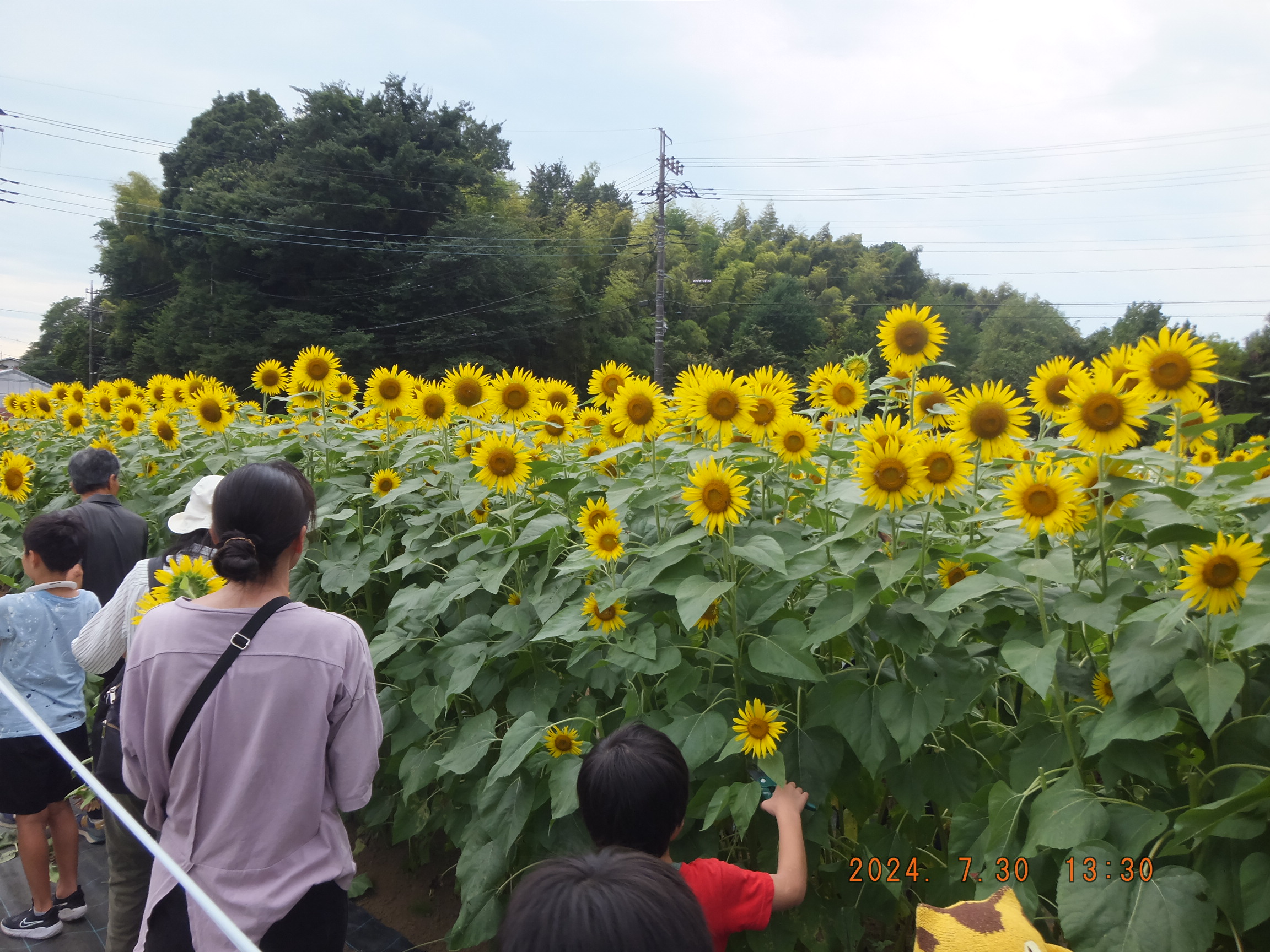 黒川ヒマワリ畑の開放＆摘み取り体験【川崎市麻生区】｜体験・観光