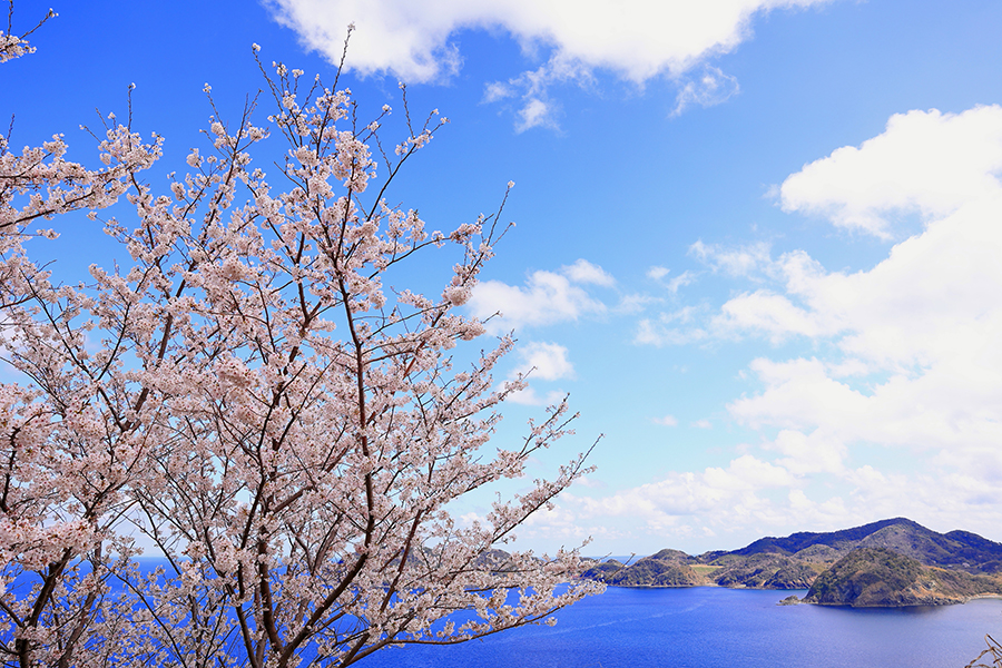 チェリーロード（海の見える桜街道） | しまね観光ナビ｜島根県公式