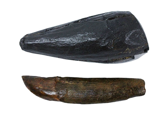 ティラノサウルスの本物の歯化石にタッチできるイベントのレンタル