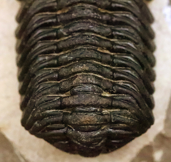 ご好評をいただいております、モロッコ産・高品質三葉虫シリーズの一角