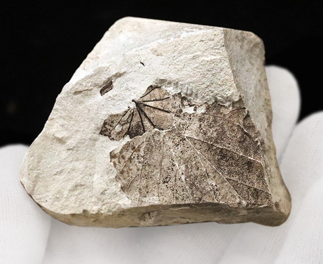 国内化石マニアックシリーズ！掌状脈が見られる神戸層群の葉の化石