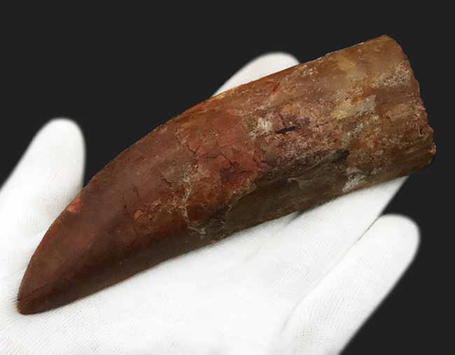 これは間違いなく社史に残る1本！ 歴代トップクラスの巨大歯化石 カル