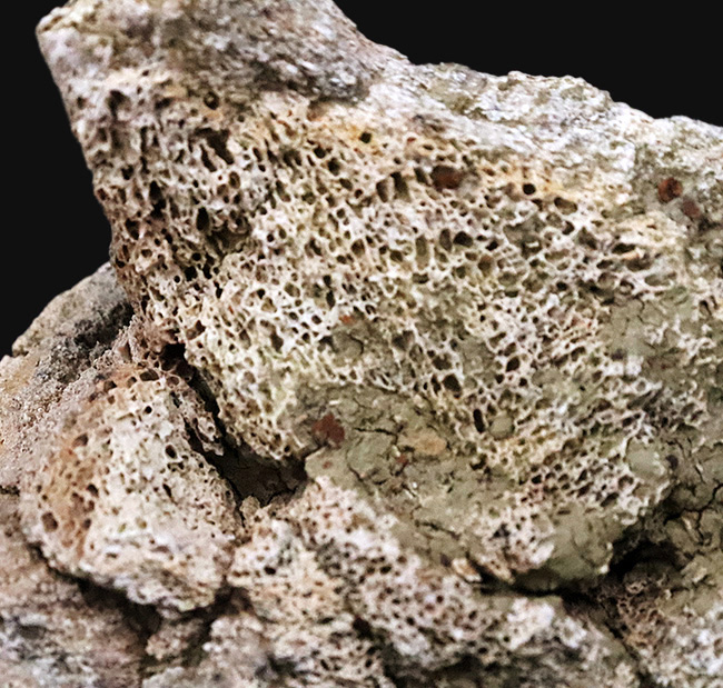 トリケラトプス（Triceratops horridus）の化石コレクター必見！一体