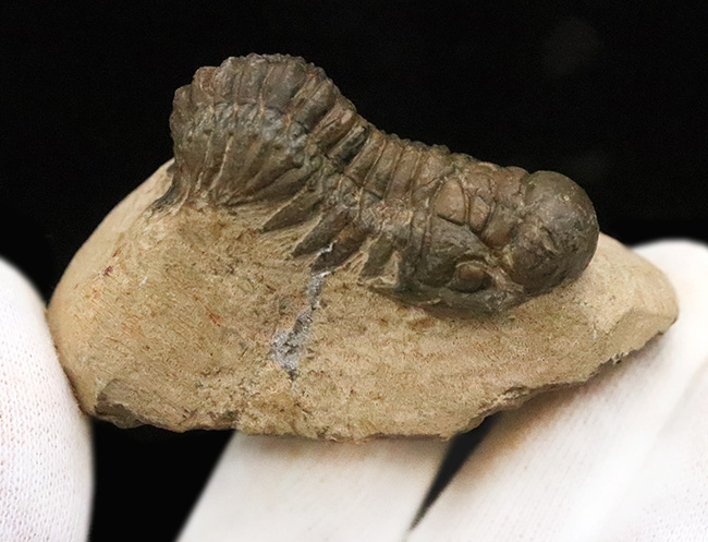 立体的なフォルムで、人気のモロッコ産の三葉虫、クロタロセファルス