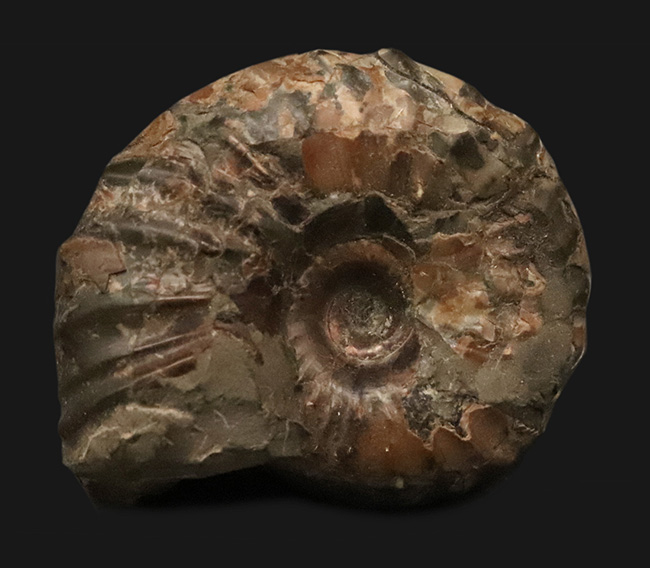 北海道の白亜紀後期の地層から採集された、力強い肋模様を持つ