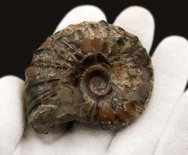 北海道の白亜紀後期の地層から採集された、力強い肋模様を持つ